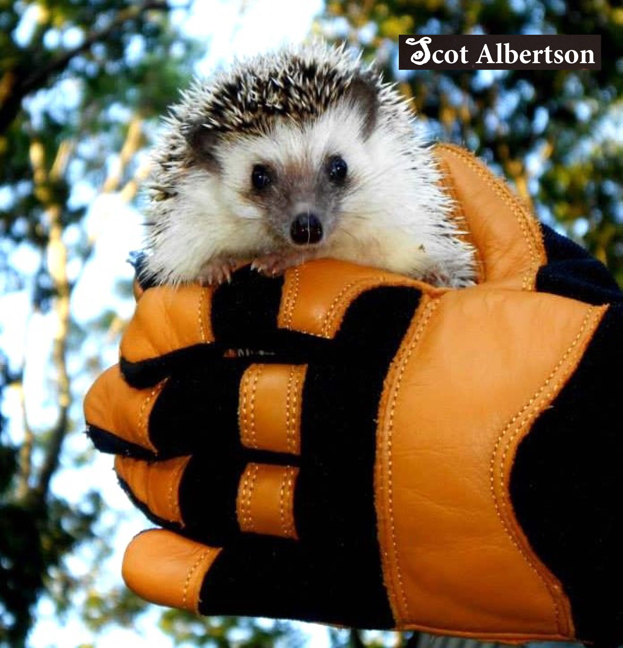 Harley the Hedgehog Logo