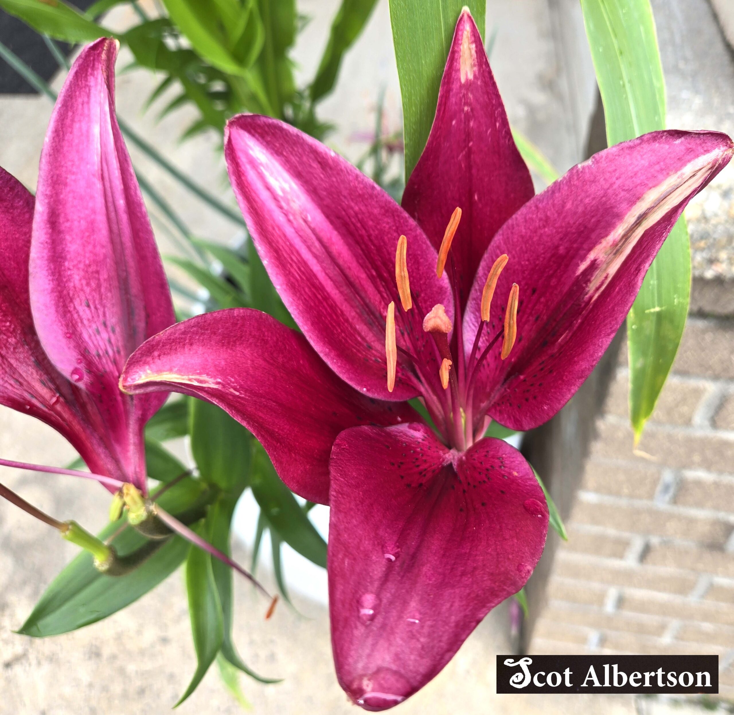 Lily Logo