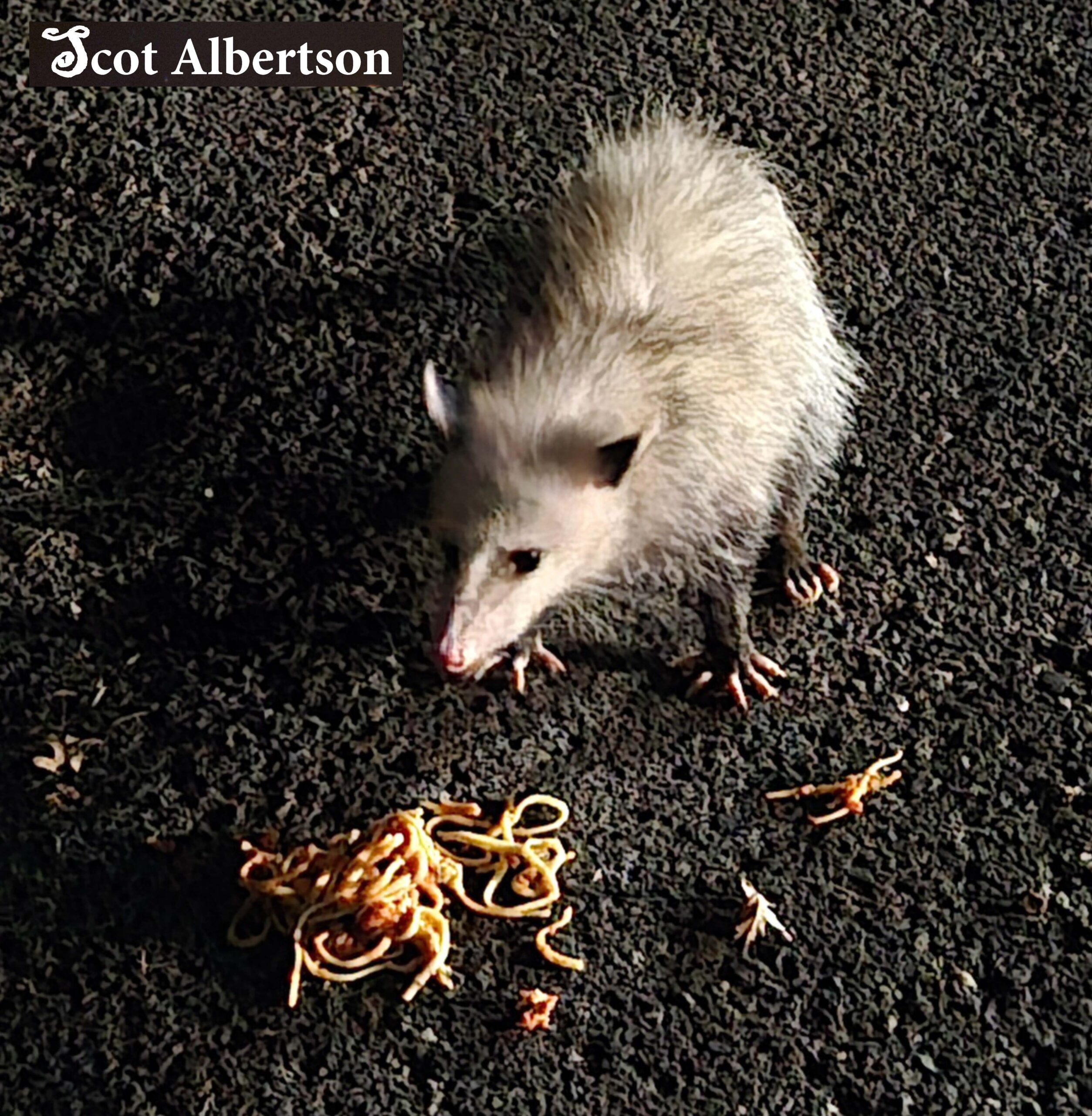 Logo CLEAR POSSUM Pasta 9.29.25