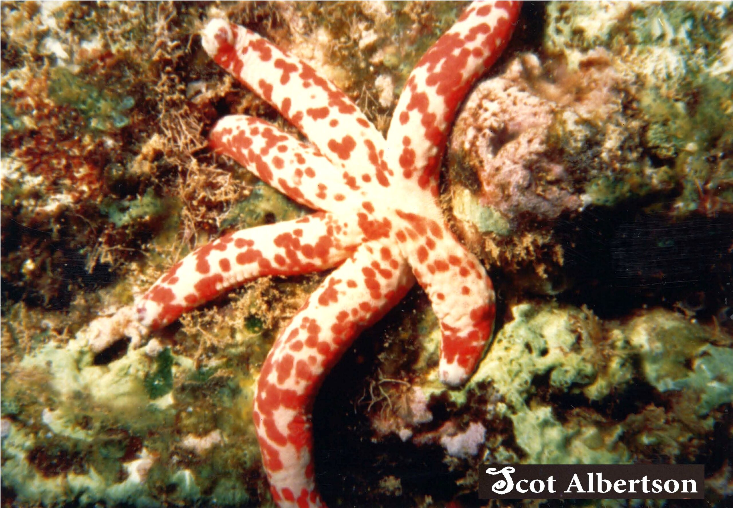 Logo Seastar with Broken Arm