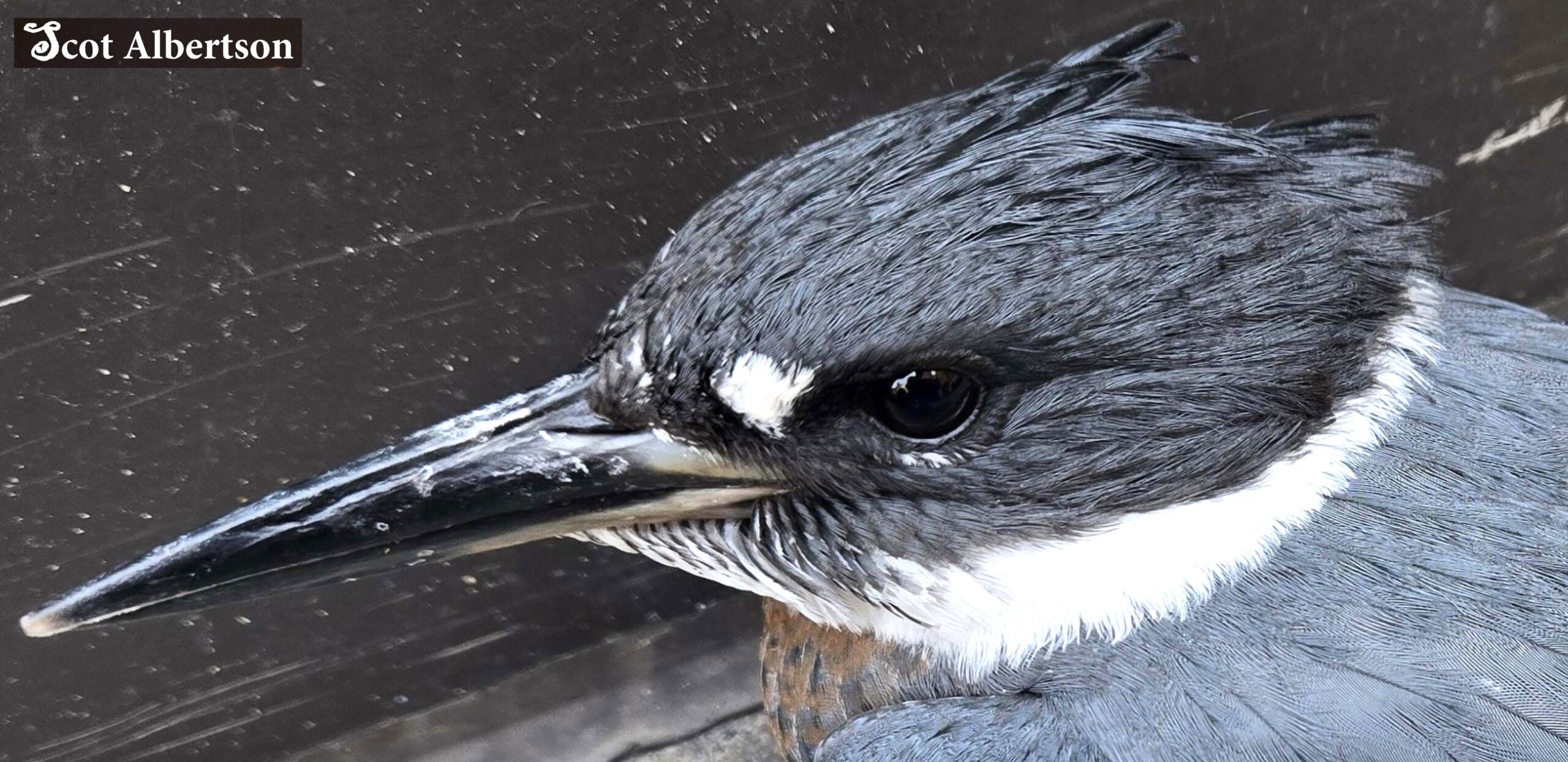 logo Aug. 4, 2026 Kingfisher Head Shot NYC cropped